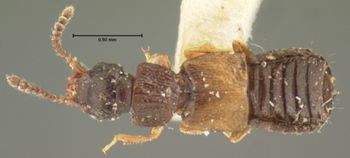 Media type: image;   Entomology 6556 Aspect: habitus dorsal view